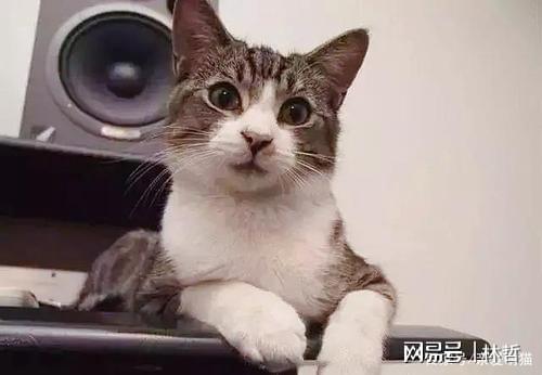 粮?宠物猫粮品牌排行榜前十名分享开元棋牌网站新手怎么选择合适的猫(图12) 粮?宠物猫粮品牌排行榜前十名分享开元棋牌网站新手怎么选择合适的猫(图12)