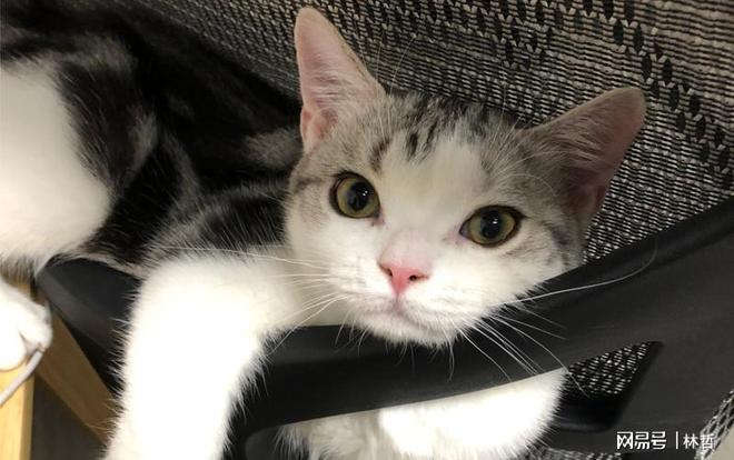 粮？宠物猫粮品牌排行榜前十名分享开元棋牌网站新手怎么选择合适的猫(图8)